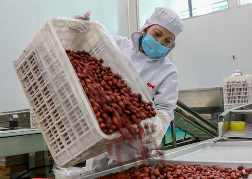 激活鄉(xiāng)村經(jīng)濟(jì)新動(dòng)能 農(nóng)產(chǎn)品特色加工業(yè)助力農(nóng)民就業(yè)增收