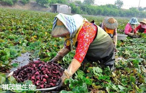 福州市十條措施力保供給 生豬禽類養殖與初加工扶持新政出臺